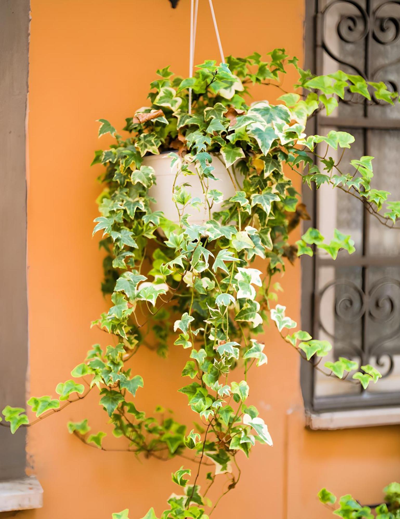 The Nest * Roma
